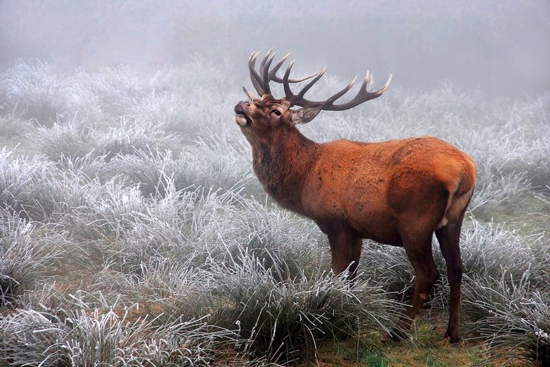 BEST OF NATURE - Red Deer in the Fog - VAN ECHELPOEL RENE - belgium.jpg